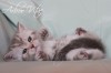 Британские котята красивых рисованных окрасов