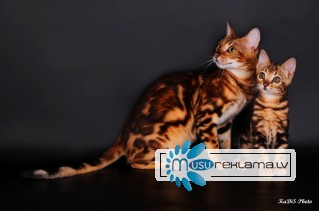Бенгальские котята (мини леопарды) мраморных окрасов