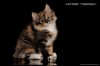 Сибирские котята из питомника VEROOKA*BY