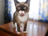 Найден сиамский котенок