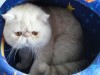 Персидские ( экзотические короткошерстные - экзот ) котята
