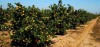 Требуются рабочие на сбор фруктов в Испанию