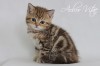 Британский котенок шоколадного мраморного окраса!