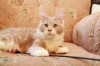 Питомник кошек породы мейн - кун Apogeya*BY предлагает котят