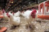 Darba vietas vīriešiem vistu fermā Lielbritānijā. 