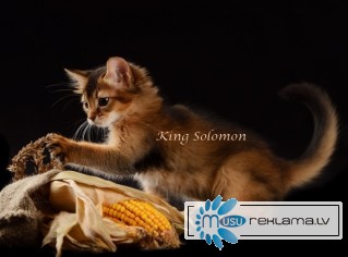 Сомалийская кошка (сомалийские котята)