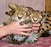 Serval и Саванна котята Доступные