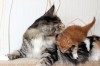 Котята мейн-кун в разведение и для души из питомника(BY).