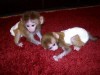 Капуцин обезьян младенцы 500 Euro