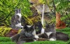 Мейн-кун котята от привозных производителей из Италии, Австрии, Германии.