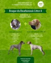 13 апреля родились щенки Бурбонского бракка от высокопородных родителей с прекрасным темпераментом!