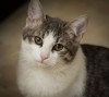 Совершенно необыкновенный котик Штирлиц, 5,5 месяца