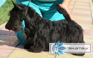 Scottish terrier puppy for sale