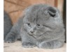 Два котенка шотландские вислоухие 1,5 месяца голубого и тигрового окраса.