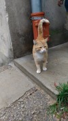 Кот ищет дом