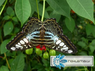 Восхитительные Живые Бабочки изАфрики