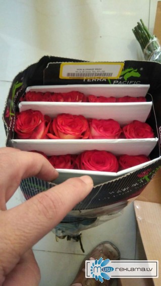Предлагаем Эквадорскую розу Блаш Оптом напямую от  с плантации от 1 Коробки.