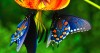 Экзотические Живые Бабочки из  Тайланда