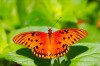 Восхитительные Живые Бабочки из Амазонки