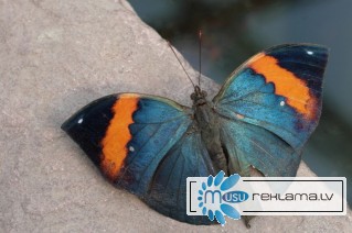 Тропические Живые Бабочки из  Коста Рикки