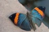 Тропические Живые Бабочки из  Коста Рикки
