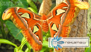 Восхитительные Живые Бабочки из  Тайланда