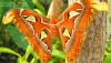 Восхитительные Живые Бабочки из  Тайланда