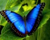 Тропические Живые Бабочки из  Чили
