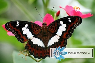 Восхитительные Живые Бабочки из  Коста Рикки