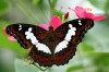 Восхитительные Живые Бабочки из  Коста Рикки