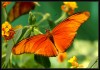 Тропические Живые Бабочки изЧили