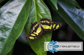 Яркие Живые Бабочки изФилиппин