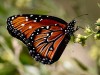 Тропические Живые Бабочки изТайланда