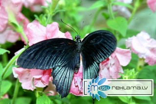 Яркие Живые Бабочки изИндонезии