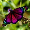 Восхитительные Живые Бабочки изТайланда