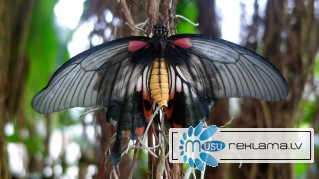 Восхитительные Живые Бабочки изПакистана