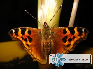 Восхитительные Живые Бабочки изКоста Рикки