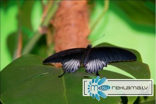 Тропические Живые Бабочки изФилиппин