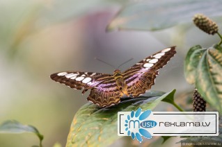Экзотические Живые Бабочки изФилиппин