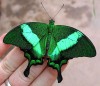 Яркие Живые Бабочки изАмазонки