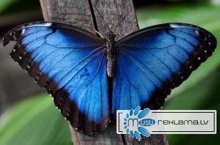 Восхитительные Живые Бабочки изИндонезии