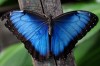 Восхитительные Живые Бабочки изИндонезии