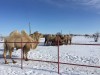 Продам верблюжат; Camel (baby) for sale