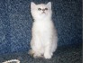 Британские котята серебристых окрасов