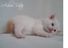 Британские котята ценных окрасов: мрамор и колор-пойнт