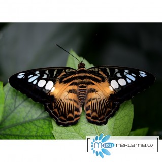 Живые тропические бабочки Зимой и Летом, Удивите ваших близких