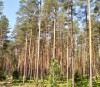 Услуги по изготовлению таксации лесных угодий