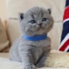 Британские короткошерстные котята