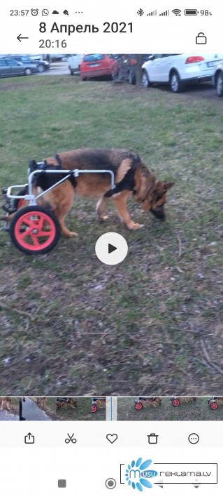 Инвалидная колячка для собак