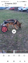 Инвалидная колячка для собак